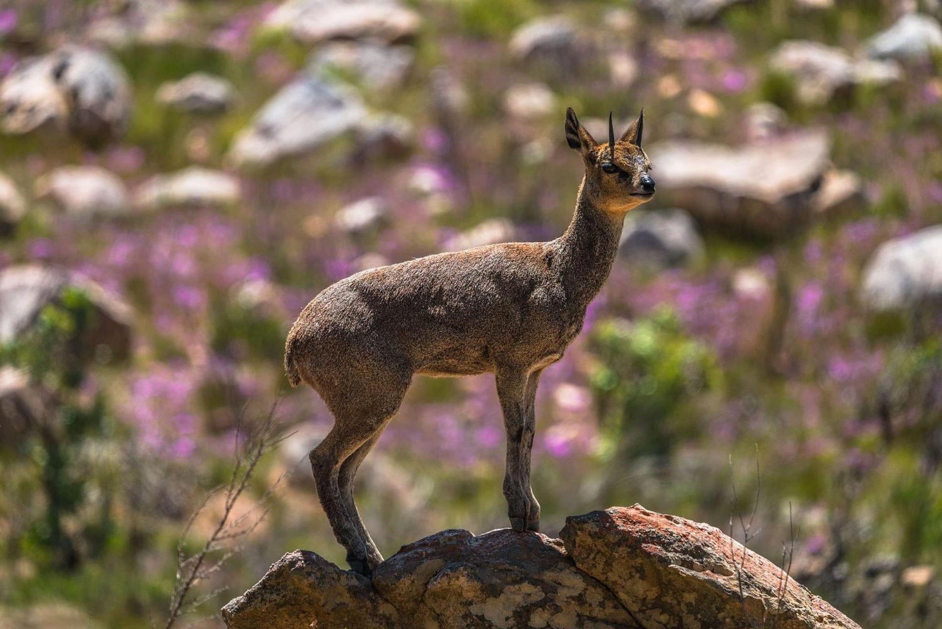 Simbavati Cederberg Ridge Villa Clanwilliam Bagian luar foto